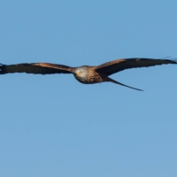 Red Kite