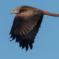 Red Kite