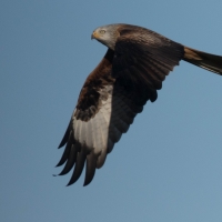 Red Kite