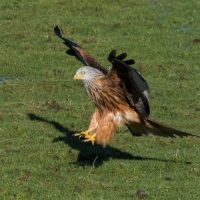 Red Kite landing