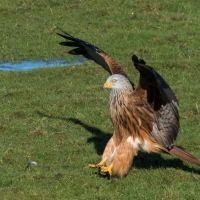 Red Kite landing