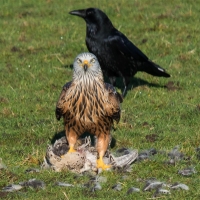 Red Kite