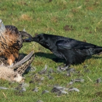Red Kite, Rook pulling tail sequence
