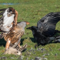 Red Kite, Rook pulling tail sequence