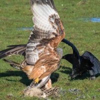 Red Kite, Rook pulling tail sequence