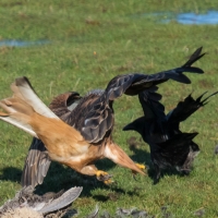 Red Kite, Rook pulling tail sequence