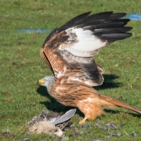 Red Kite, time to leave