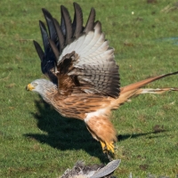 Red Kite, time to leave
