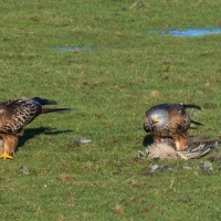 Red Kite friends