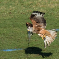 Red Kite landing