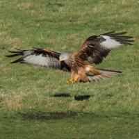 Red Kite landing