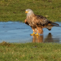 Red Kite on ice