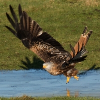 Red Kite on ice take off