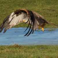 Red Kite on ice take off