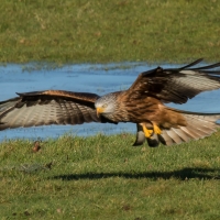 Red Kite on ice take off and landing