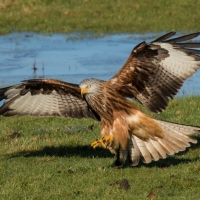 Red Kite on ice take off and landing