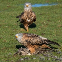 Red Kite friends