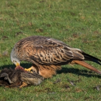 Red Kite