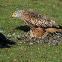 Red Kite