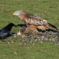 Red Kite