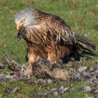 Red Kite