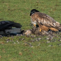 Red Kite