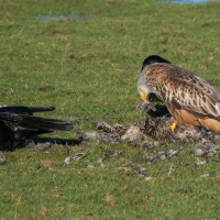 Red Kite