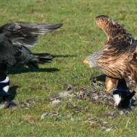 Red Kite