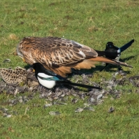 Red Kite