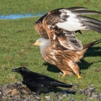 Red Kite take off