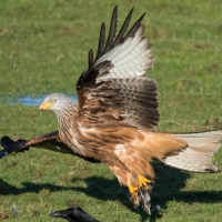 Red Kite take off