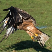 Red Kite take off