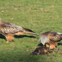 Red Kite friends