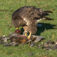 Buzzard and delicious liver