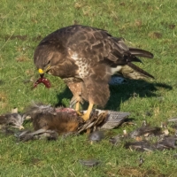 Buzzard and delicious liver