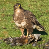 Buzzard