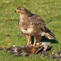 Buzzard