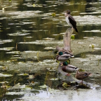 Culzean Castle, Swan Pond