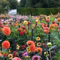 Culzean Castle, walled garden