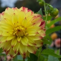 Culzean Castle, walled garden