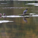 Culzean Castle, Swan Pond