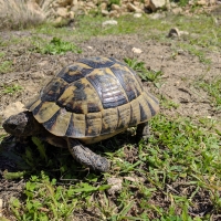 Tortoise at Patara