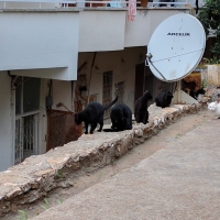 Black cats at Kas