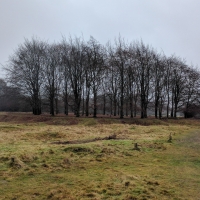 Hatfield Forest on new years eve