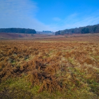 Bradgate Park, Leicester