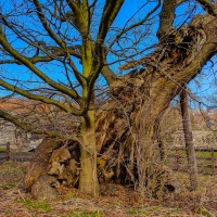 Bradgate Park, Leicester