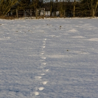 Kingswood snow