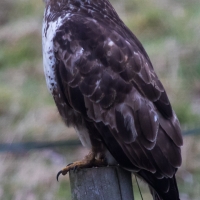 Buzzard