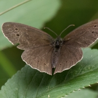 The Ringlet at Rushbeds wood