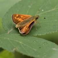 Skipper at Rushbeds wood